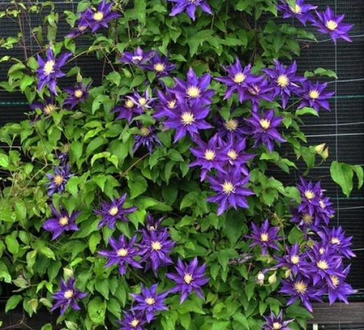 Клематис гибридный Хакуакан трехлетка наличе