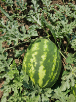 Конан F1 семена арбуза ( Yuksel Tohum / )