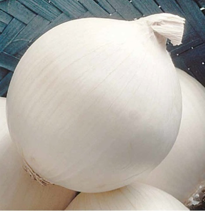 Сьерра Бланка F1 семена лука репчатого (Seminis / Семинис)