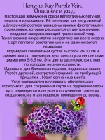 Петунья Пурпурная прожилка Рей Пурпл Вей