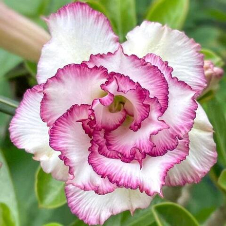 Адениум SHA FEMAIL