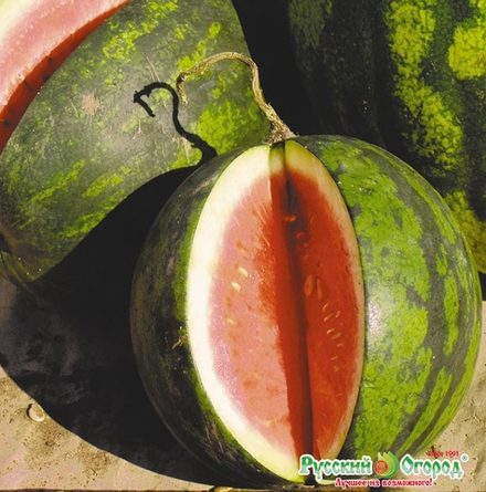 Арбуз Подарок Северу F1 10шт НК