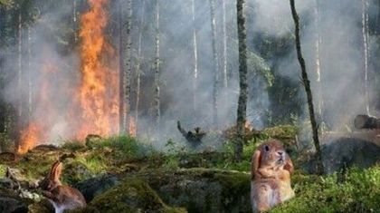 Гибридный огнестойкий гель защитит дома от пожаров