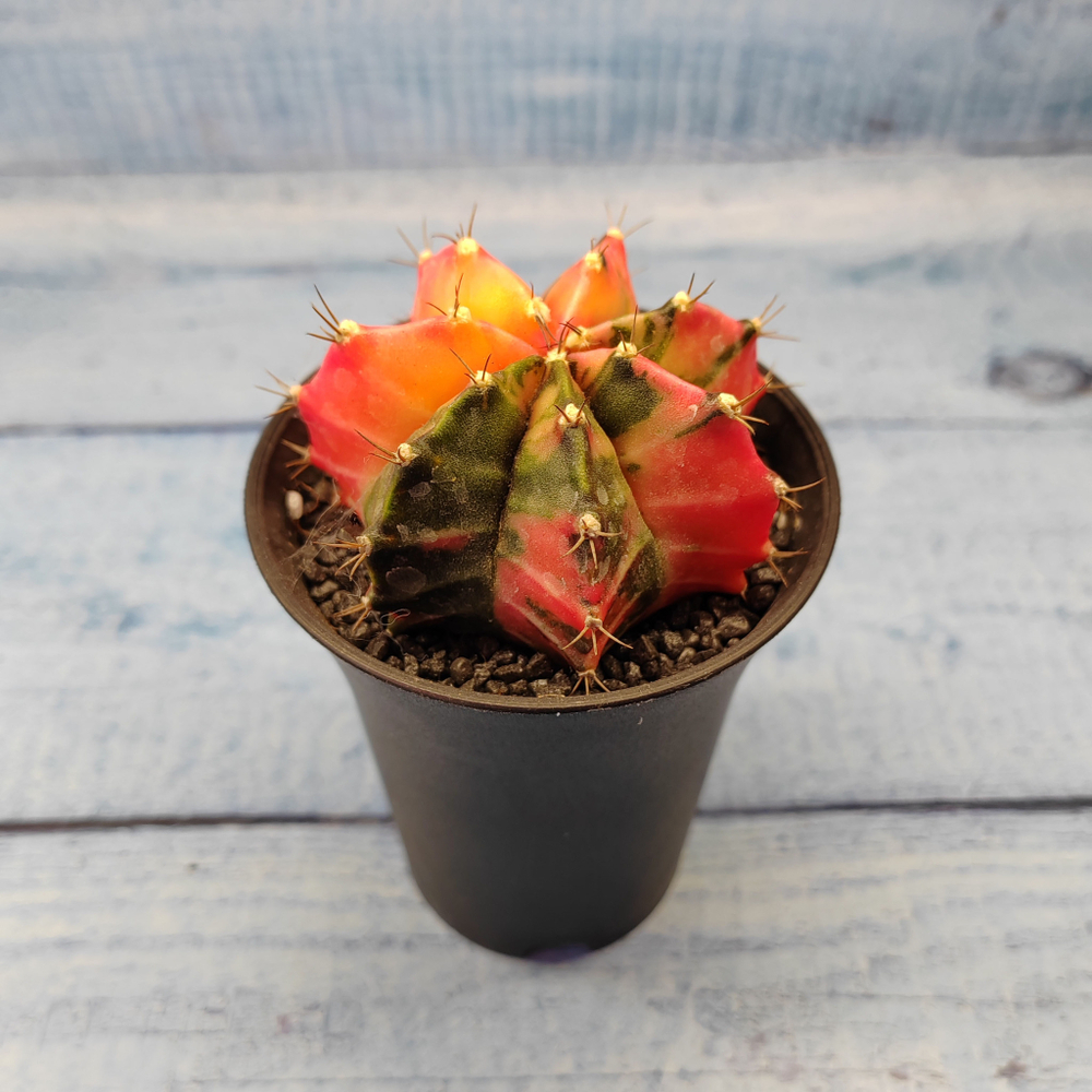 Gymnocalycium Variegata (Гимнокалициум Вариегатный)
