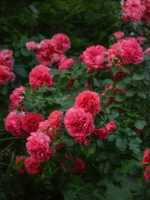 Роза плетистая Антик-89