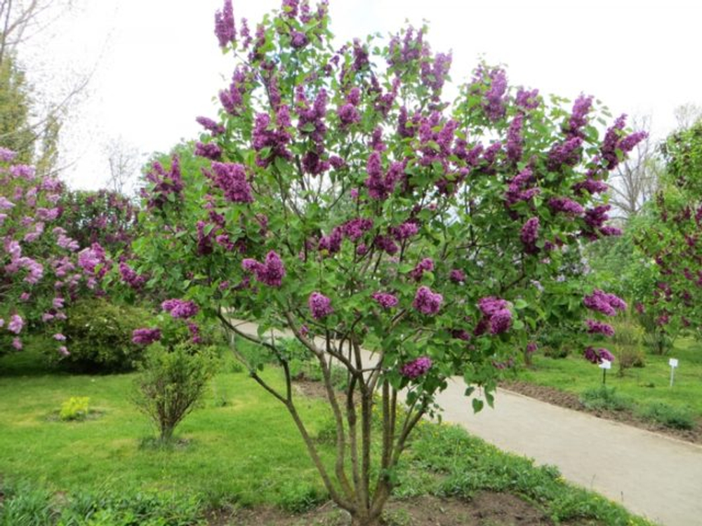 Сирень обыкновенная Огни Донбасса Закупка М64 май 2026