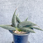 Сансевиерия ARUSHA BLUE s.L