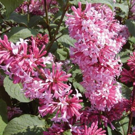 Сирень "Престон"