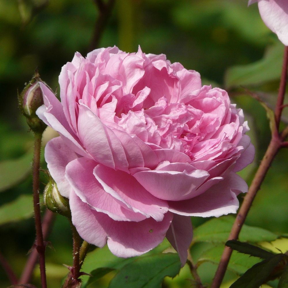 Алан Титчмарш (Alan Titchmarsh)