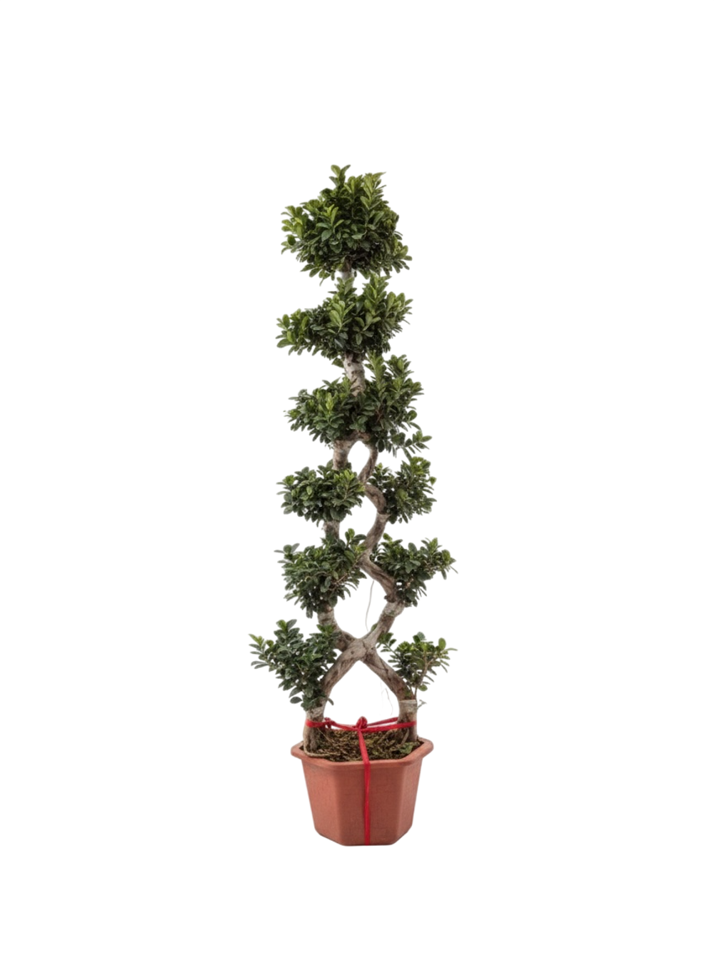 Фикус Large 8-character Ficus д.48