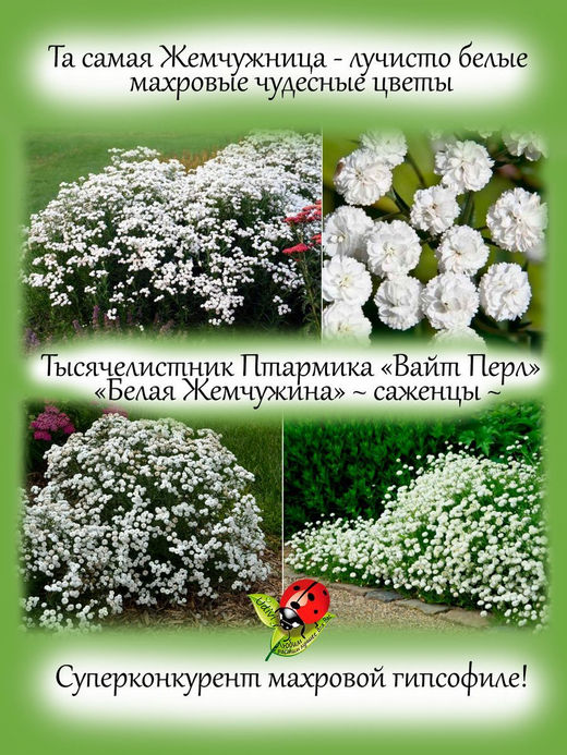 Жемчужница, тысячелистник Птармика аналог гипсофилы