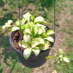 Хойя HEUSCHKELIANA VARIEGATA