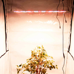 Quantum board Samsung 120 W с диммером / 58x28 см