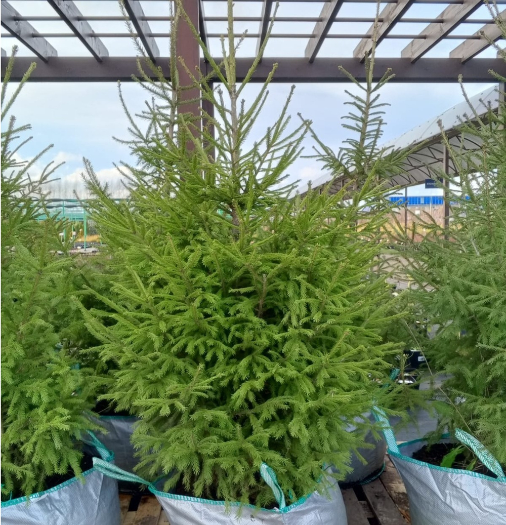 Ель обыкновенная Т60 150-200