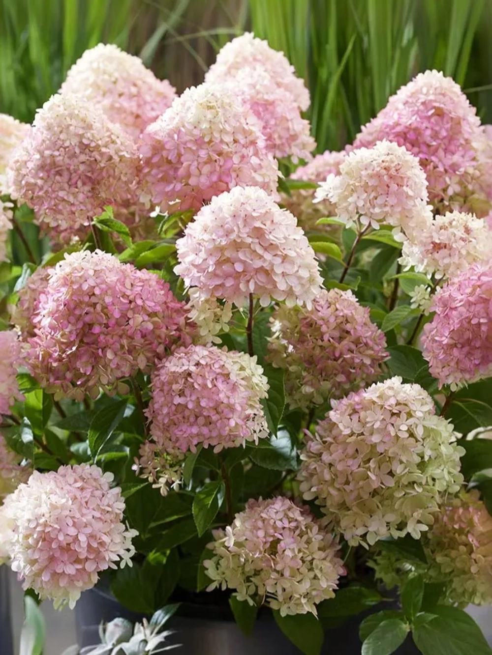 Гортензия метельчатая Литтл Лав