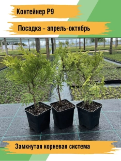 Туя саженец западная Голден Глоб хвойные