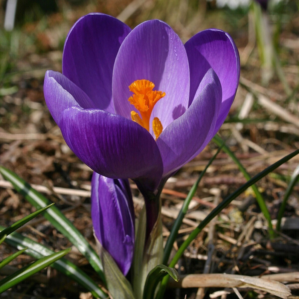 Крокус Луковица, Флоуэр рекордс, 10шт