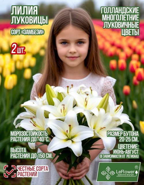 Лилия Луковица, Замбези, восточная, разбор 22/24, 2 шт