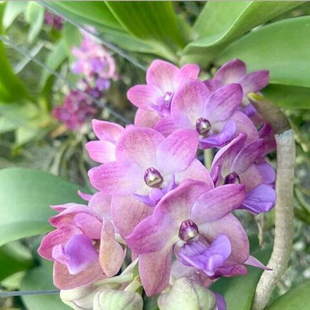 Ринхостилис RHY 25-YAD PHIRUN