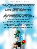 Клематис Душа Польши Полиш Спирит