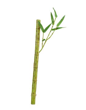 Ветки, коряги