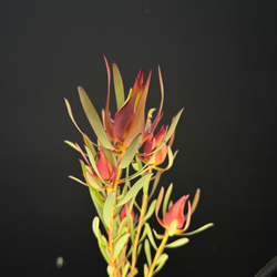 Леукодендрон кустовой / 1 шт