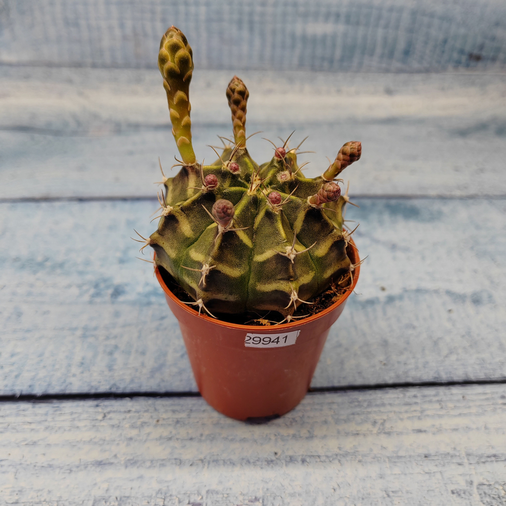 Gymnocalycium Friedrichii (Гимнокалициум)
