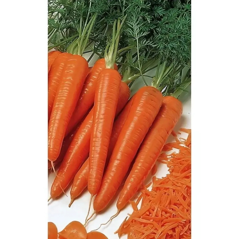 Семена Морковь Тушон (Марс) Б/П