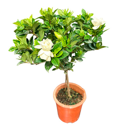 Гардения штамб