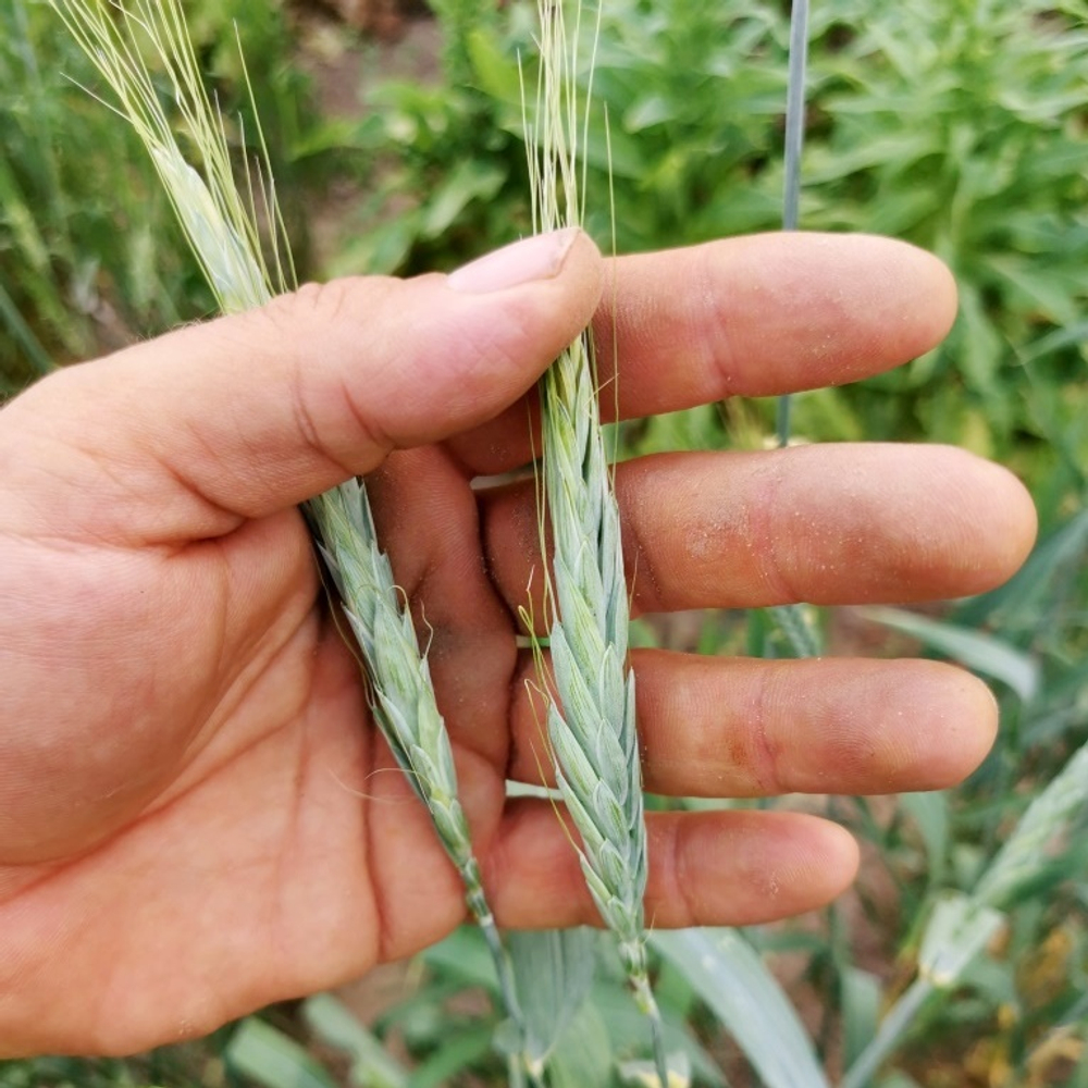 Ассирийская Рожь - Triticum Polonicum
