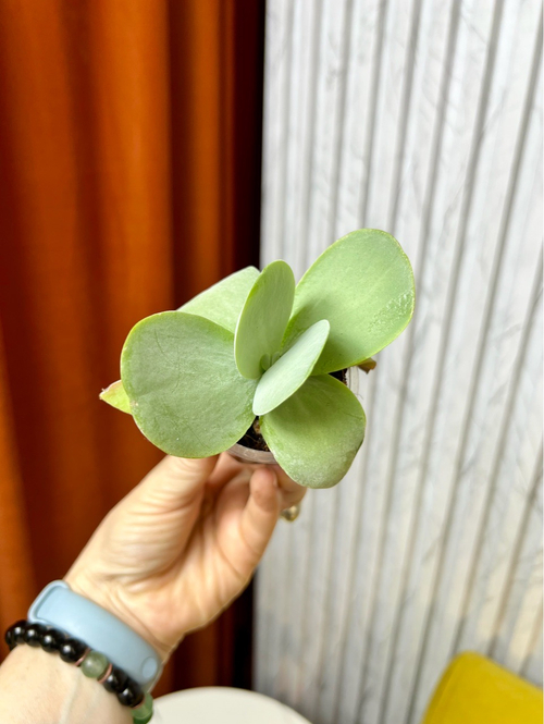 Каланхоэ Турсифлора, D5см H12см, 1шт, Urban Jungle (7143)