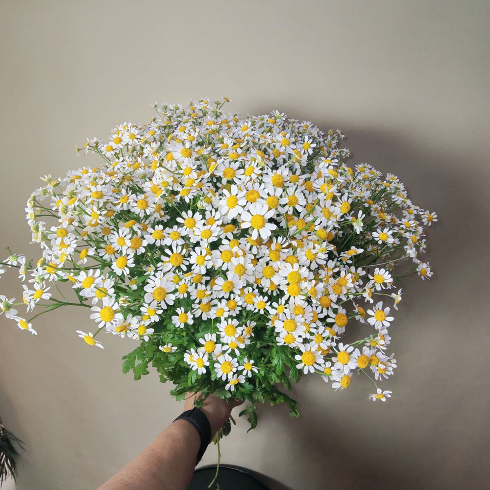 Ромашка Матрикария, упаковка 25 шт.