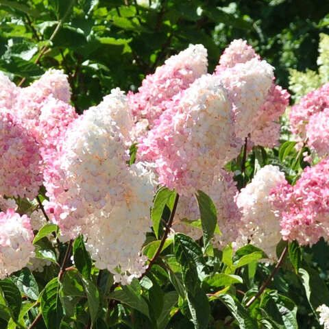 Гортензия метельчатая ПИНК ЛЕДИ (Hydrangea paniculata 