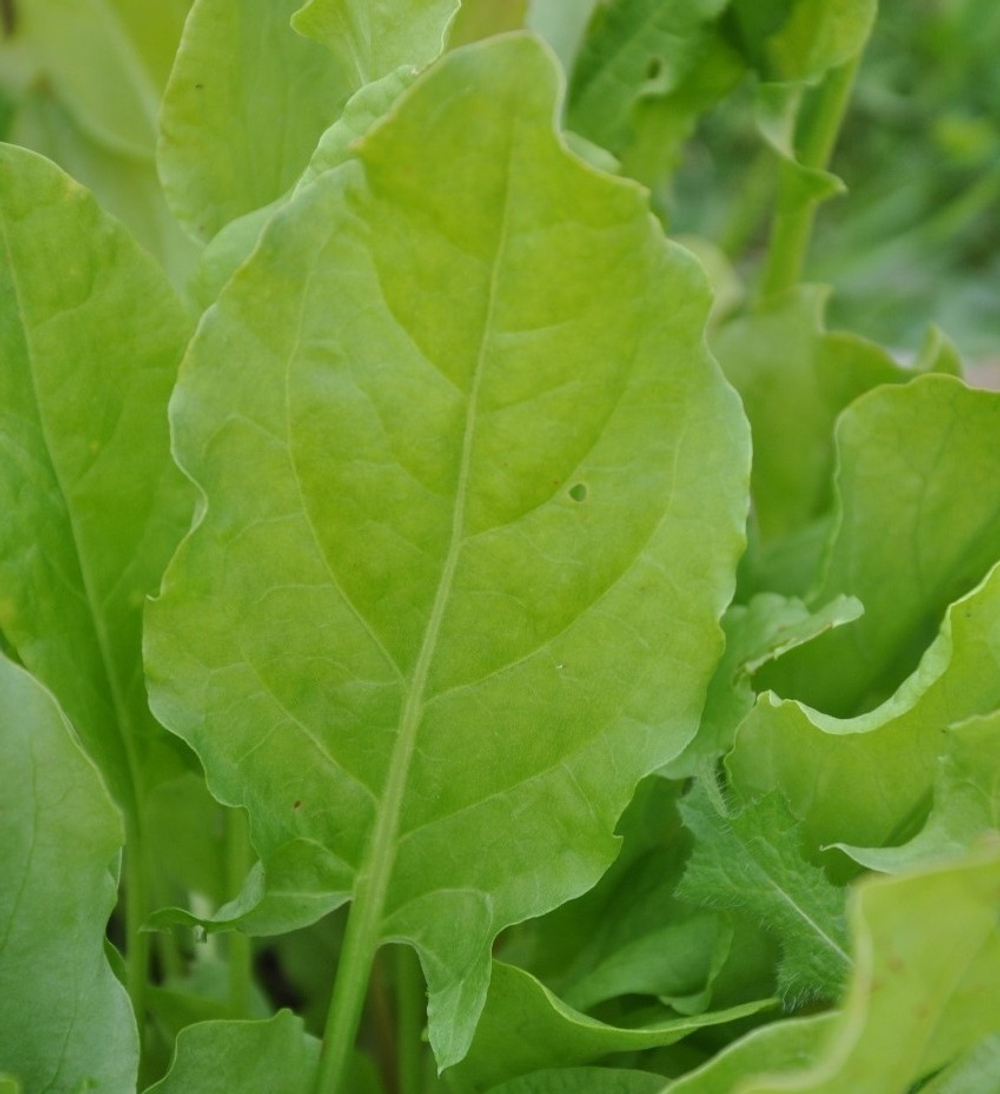 Широколистный семена щавеля (Гавриш)