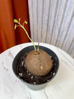 Стефания Эректа, D12см Н40см, 1шт, Нидерланды