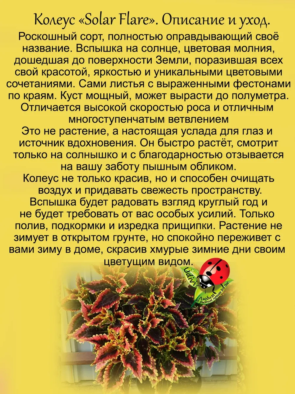 Колеус Солнечная вспышка Солар Флей