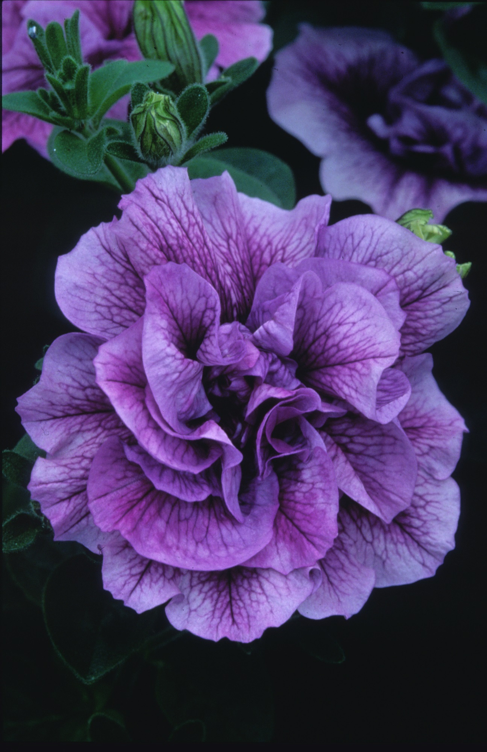 ЕВРО Petunia TUMBELINA Vanessa/ Priscilla неукор черенок ноябрь 2025