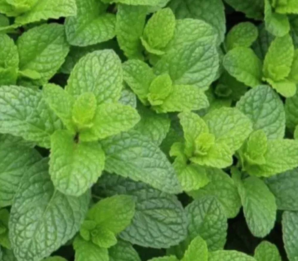 Мята сортовая Манго в контейнере 0,5 л май