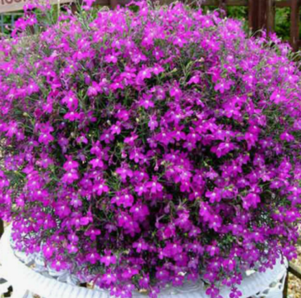 ЕВРО Новинка 2026 Lobelia Firefly Pink укорененный черенок ОКС февраль 26 Kohen