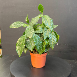 Кофейное дерево (Coffea arabica)