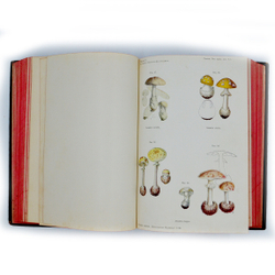 Eulenburg A., проф. Эйленбург А  Реальная энциклопедия практической медицины в XVII томах. 1909-1915