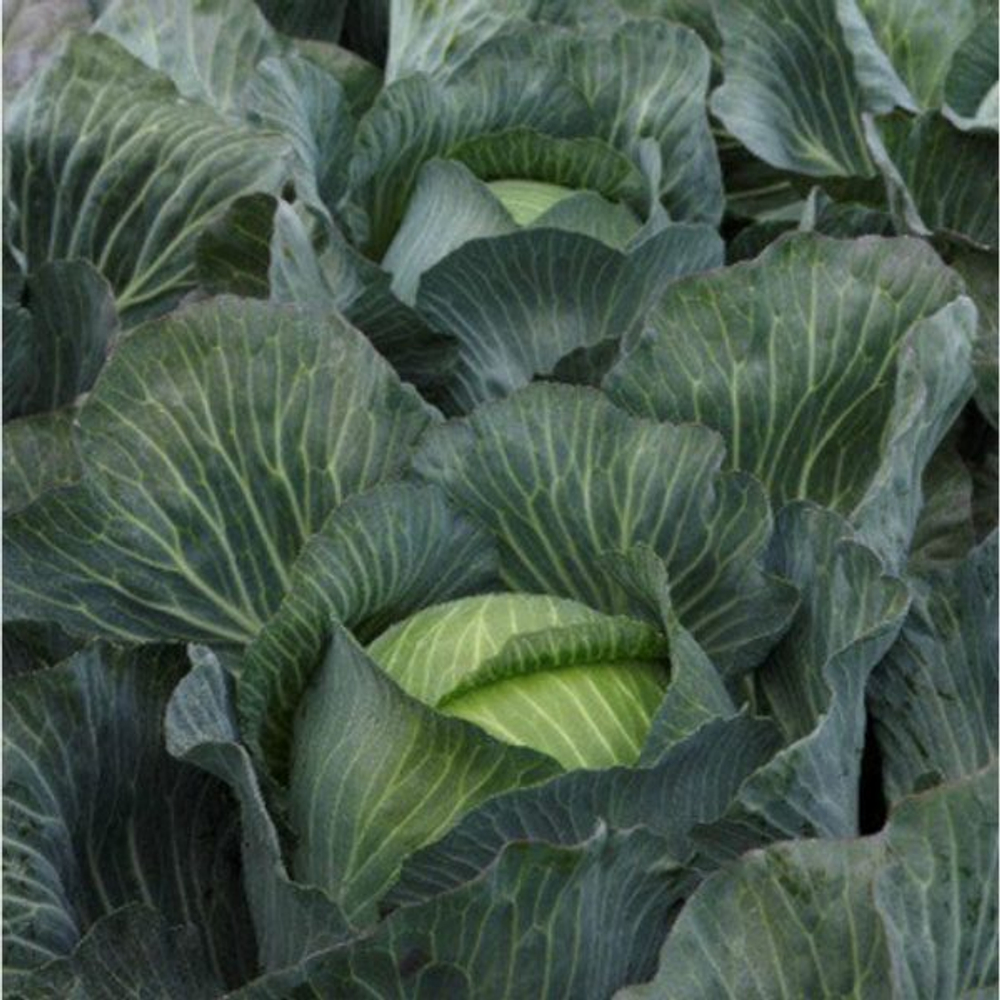 Киластор F1 семена капусты белокочанной (Syngenta / Сингента)