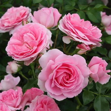 Роза Европа (флорибунда) нежно-розовый