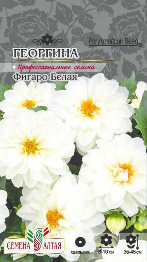 Георгина махровая "G. Фигаро Белая" 5шт., Россия. Георгина махровая "G. Фигаро Белая" 5шт., Россия.