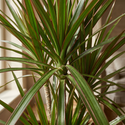 Драцена узколистная Millennial Forest д.11