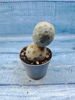 Tephrocactus Geometricus (Тефрокактус)