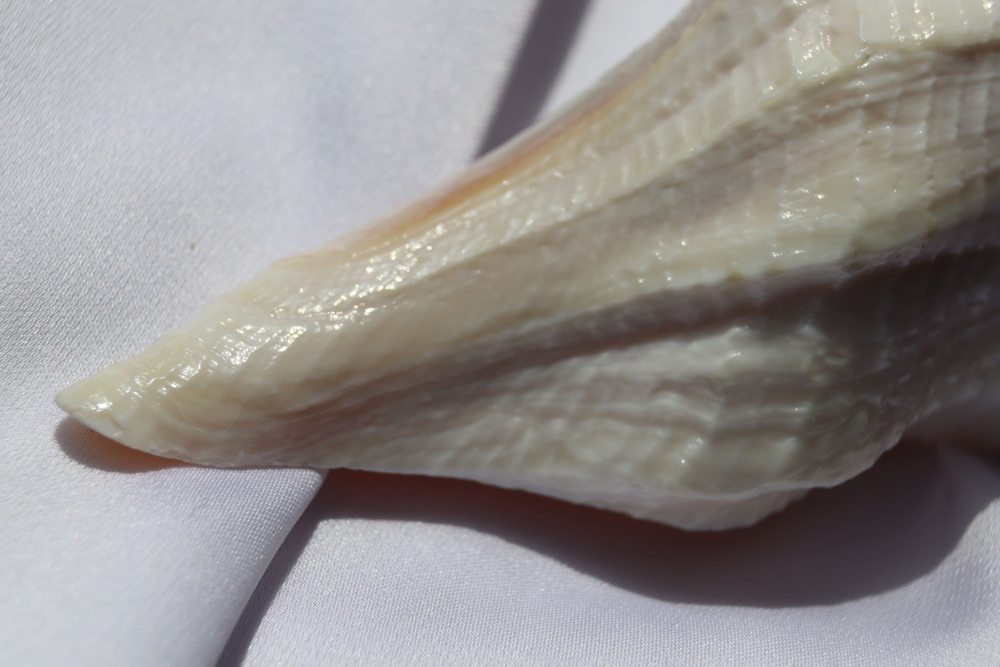 Бусикон перверсум (Sinistrofulgur perversum), 1шт, 15-17см