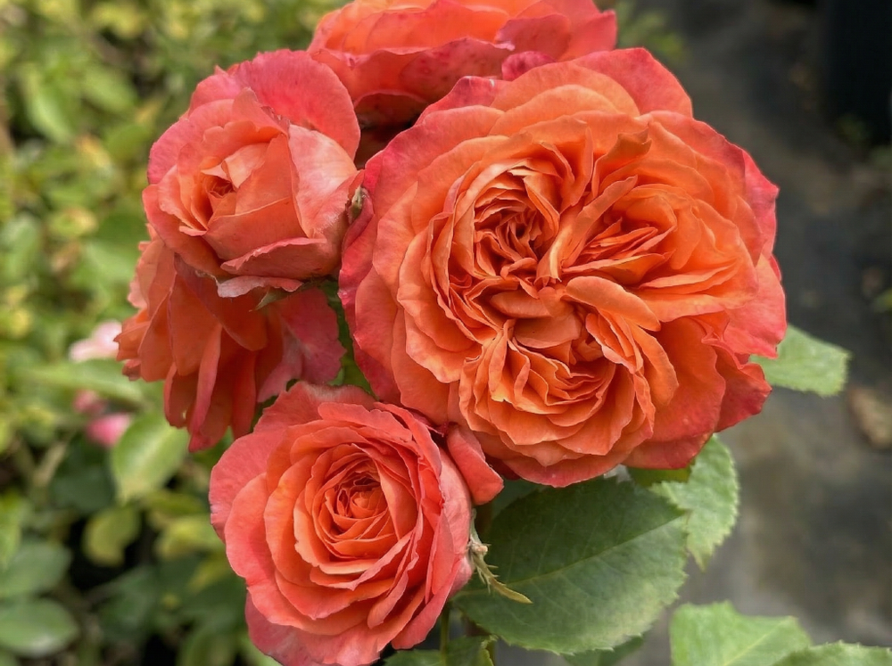 Роза «Эмильен Гийо» (Emilien Guillo) кустовая