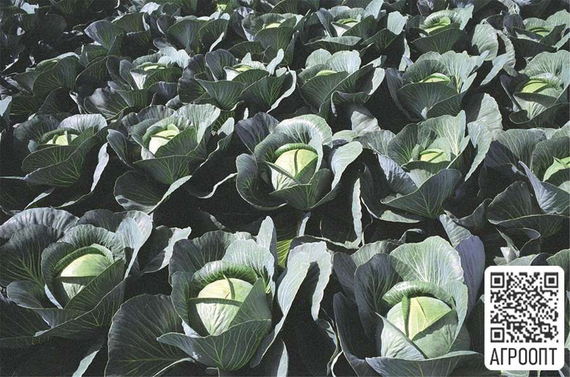 Парадокс F1 семена капусты белокочанной (Bejo / Бейо) урожай на поле – фото 2