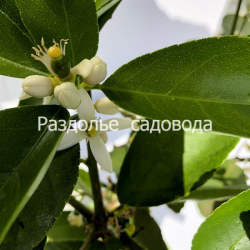 Цитрус лайм Таити